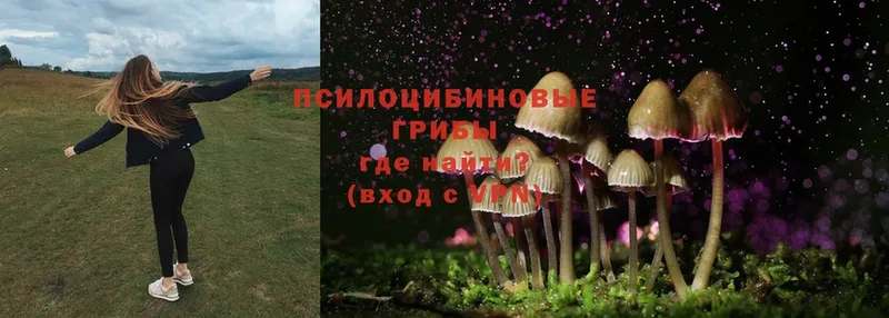 Псилоцибиновые грибы Psilocybine cubensis  магазин продажи   Бабаево 